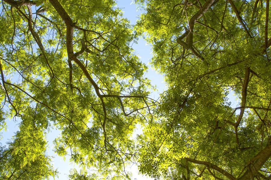 Aclaramos sus dudas sobre la gestión del monte