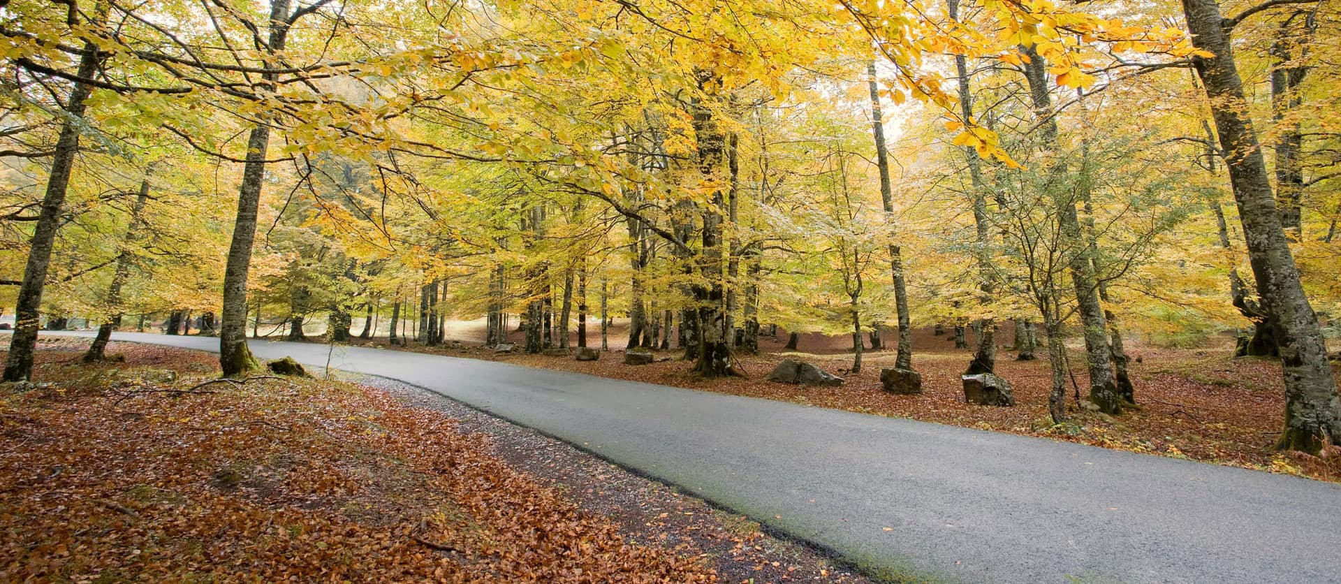 ¿Necesita un presupuesto para trabajos forestales en A Mariña?