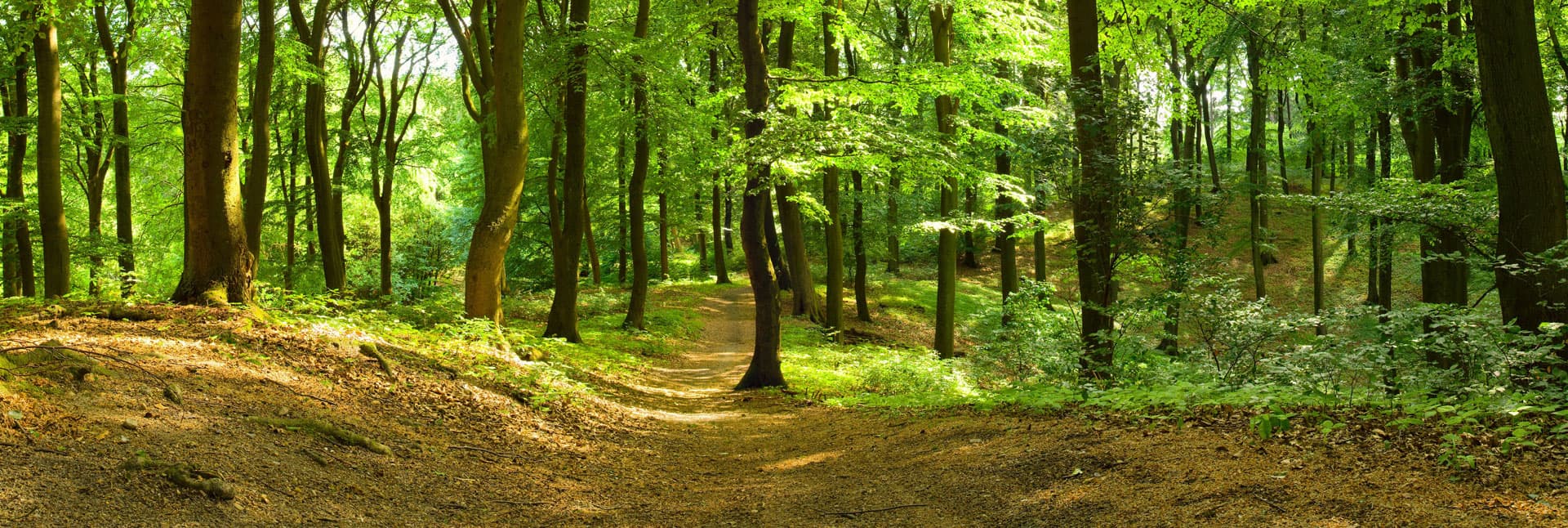 Confíe en Rolle Forestal para sus proyectos