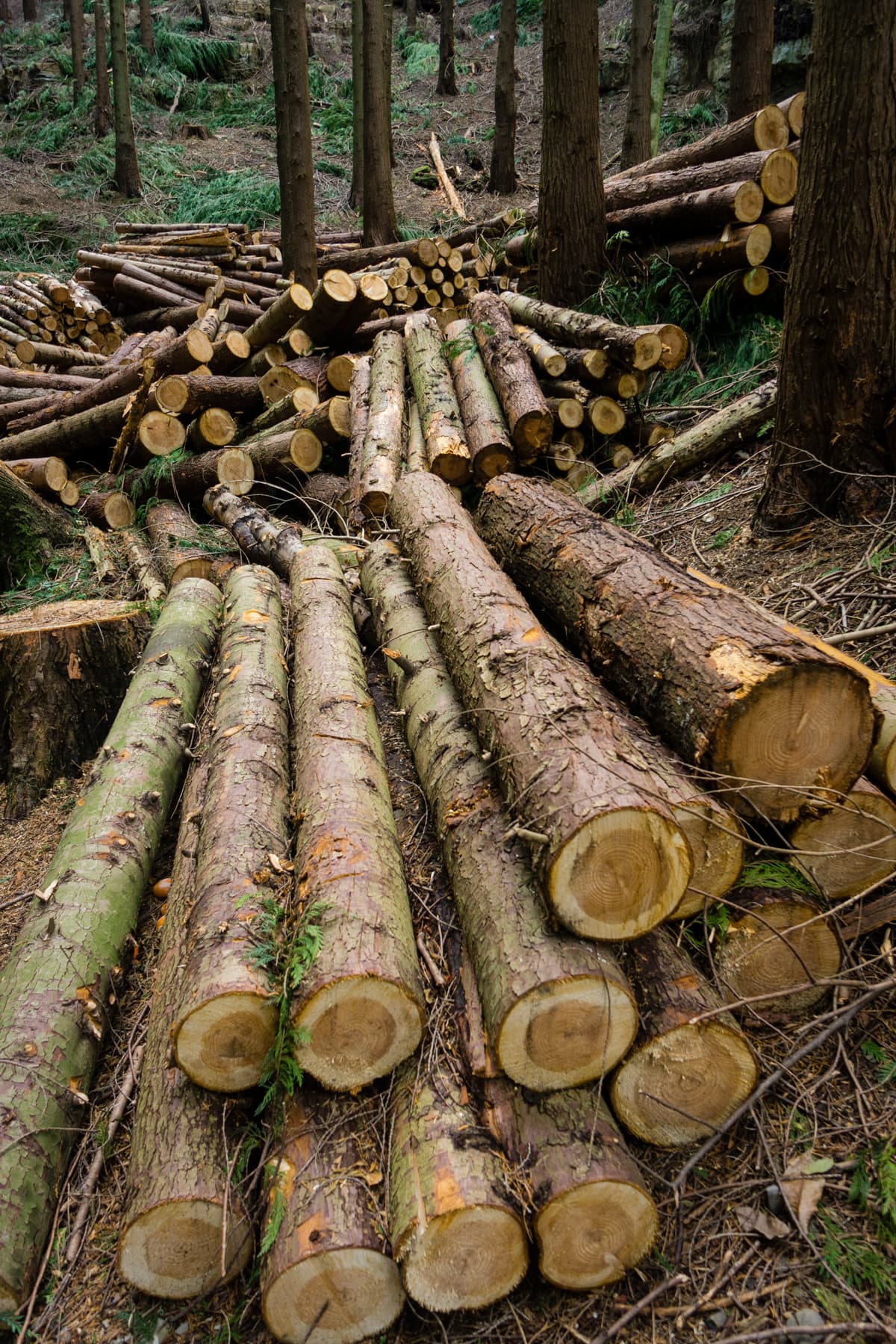 Trabajos forestales en Viveiro