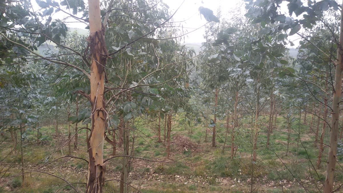 Trabajos Forestales en Viveiro
