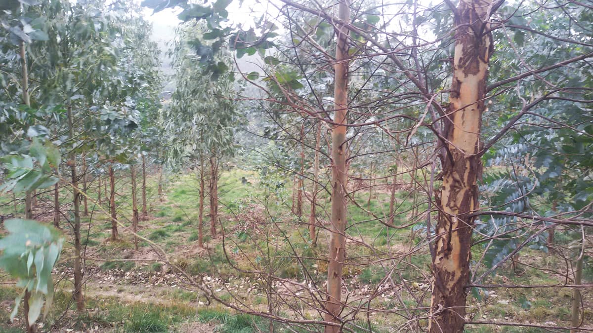 Trabajos Forestales en Viveiro