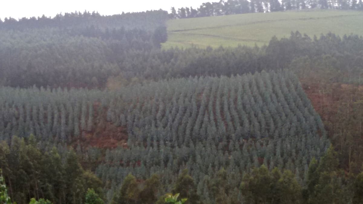 Trabajos Forestales en Viveiro