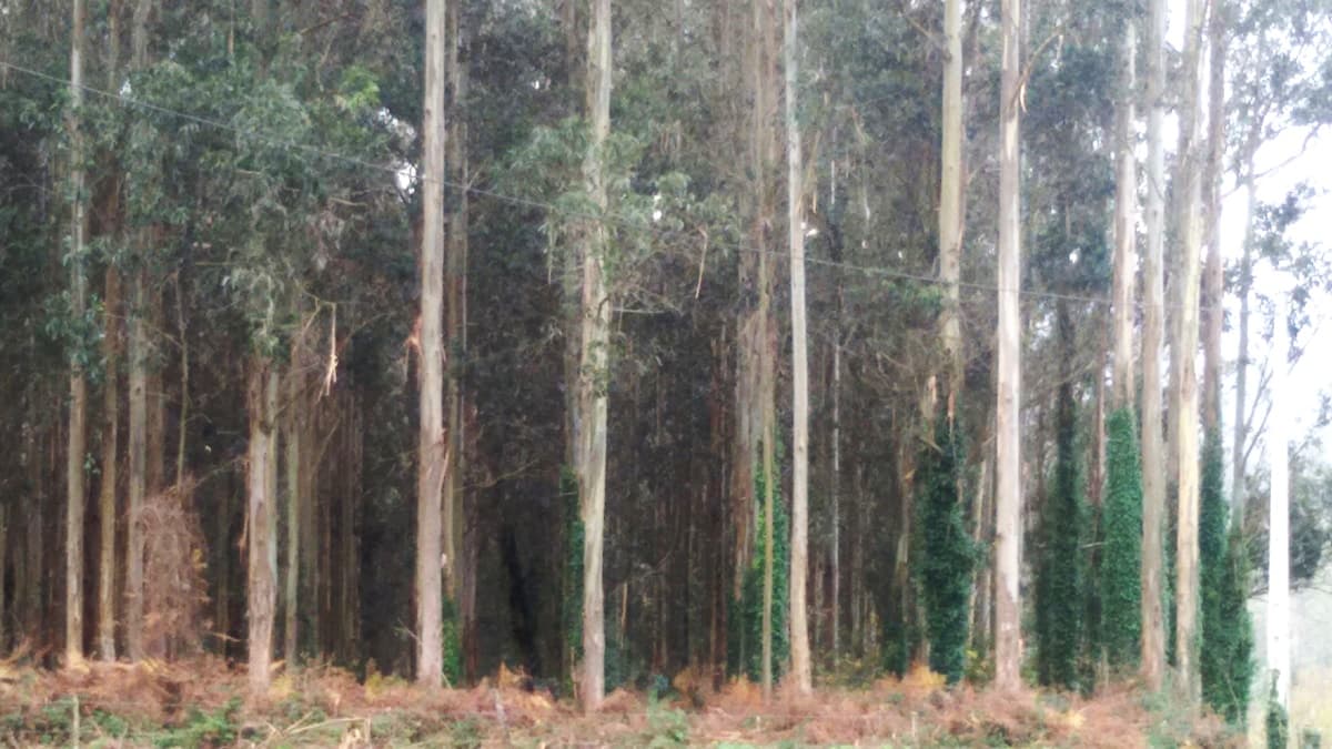 Trabajos Forestales en Viveiro