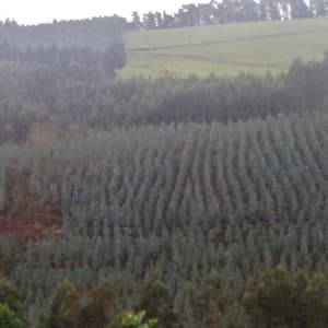 Rolle Forestal en Viveiro