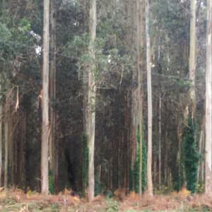 Rolle Forestal en Viveiro