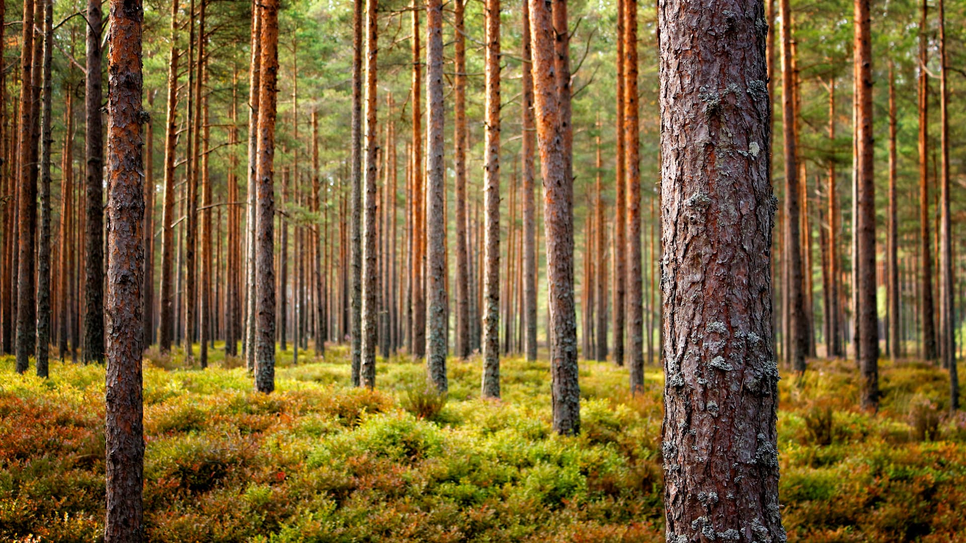 Trabajos forestales en Viveiro