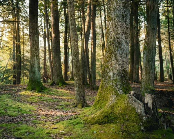 Trabajos forestales y excavaciones de Rolle Forestal