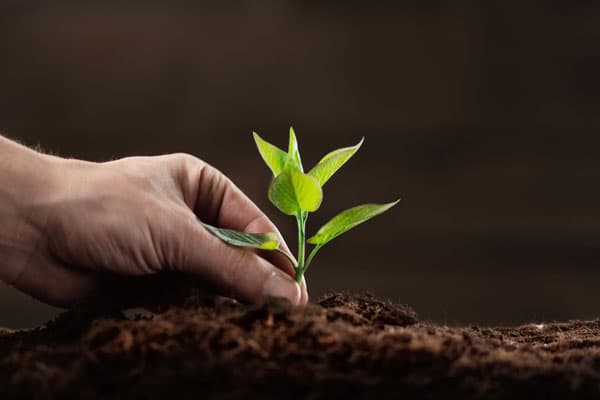 Repoblación y cuidado