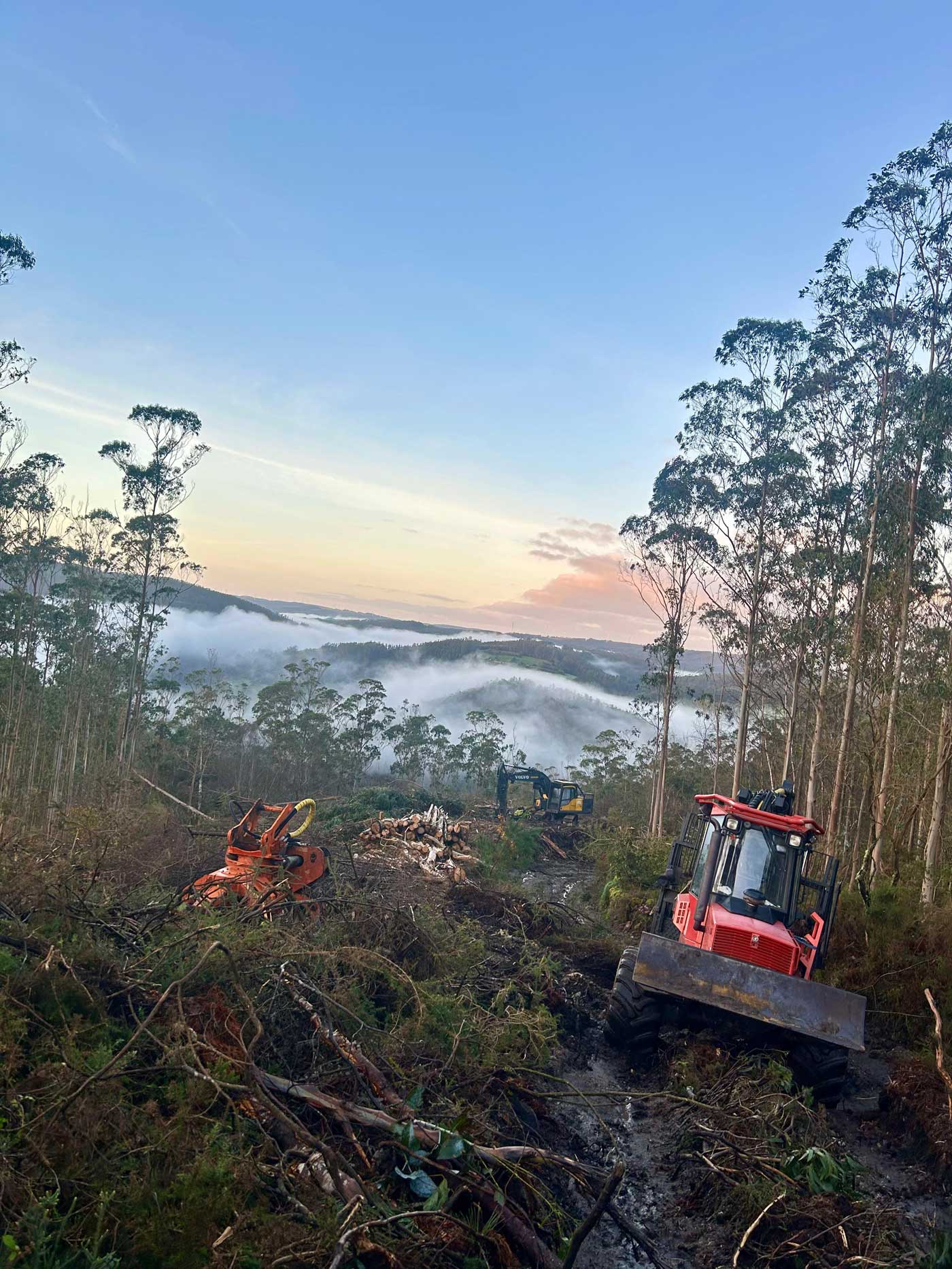 Rolle Forestal en Viveiro