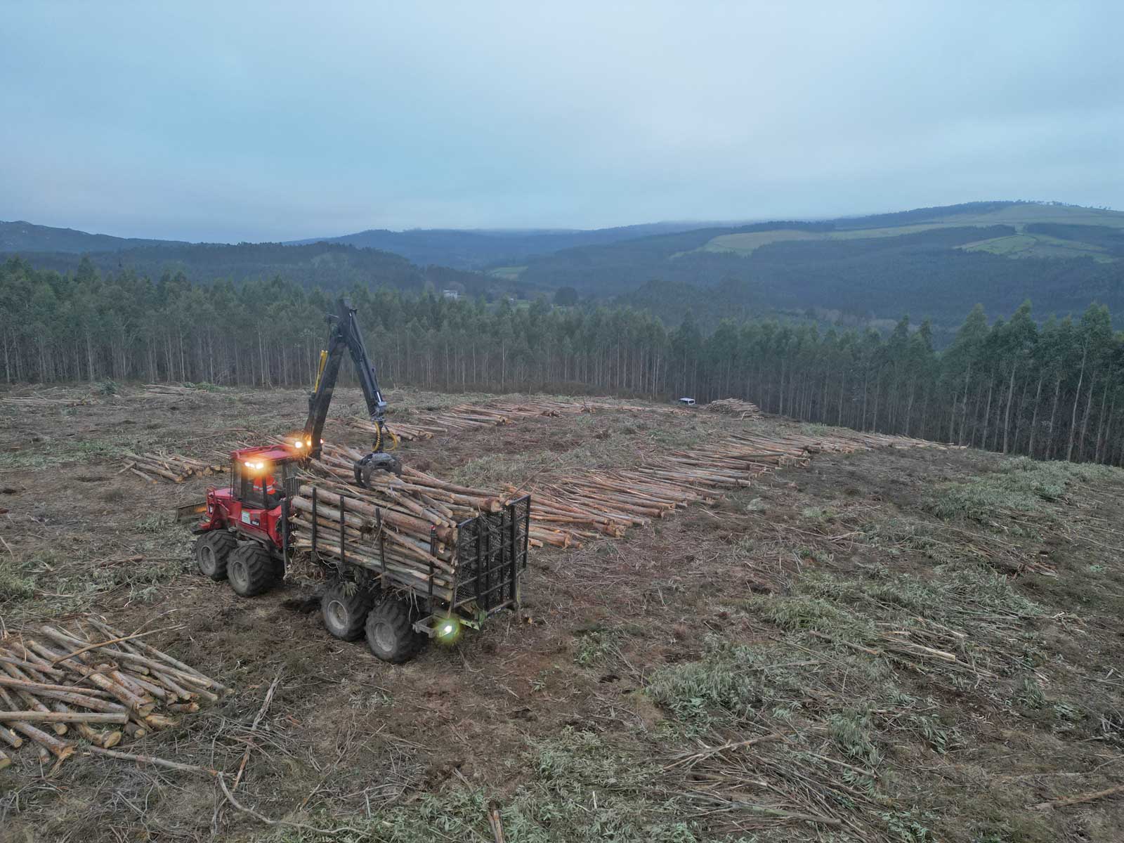 Rolle Forestal en Viveiro