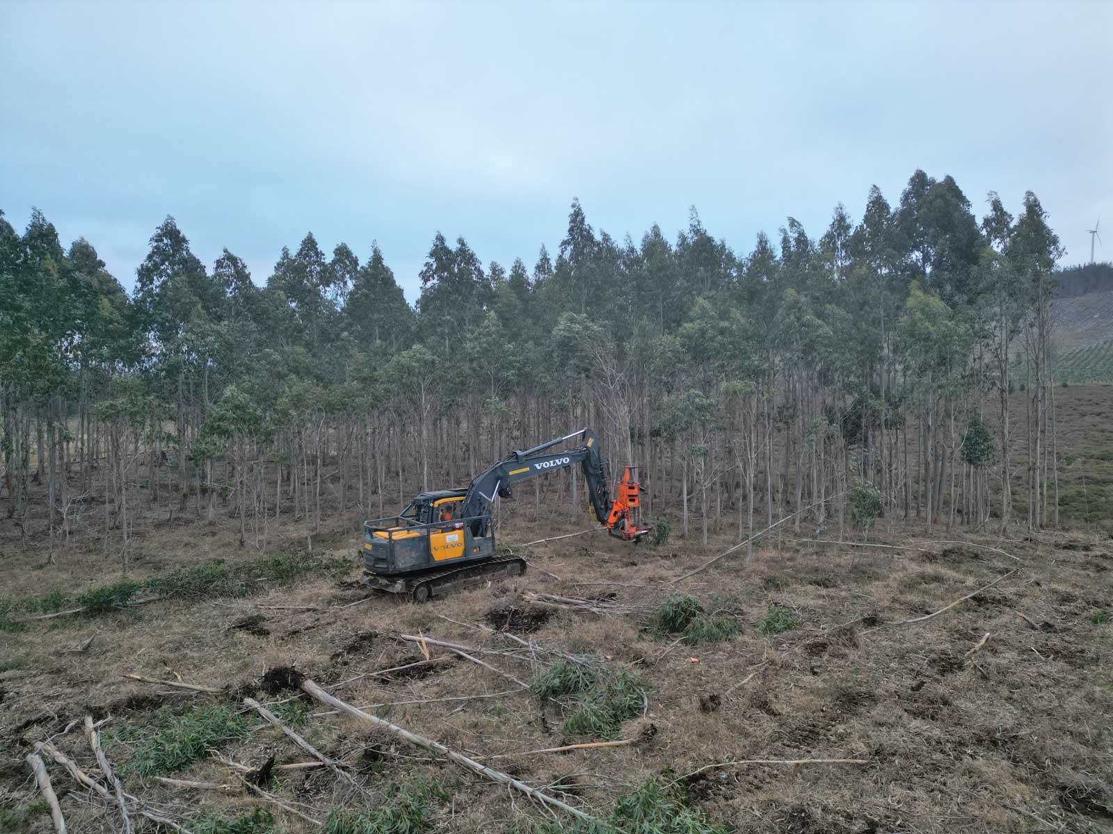 Rolle Forestal en Viveiro