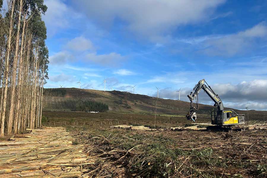 Tala de árboles en Viveiro