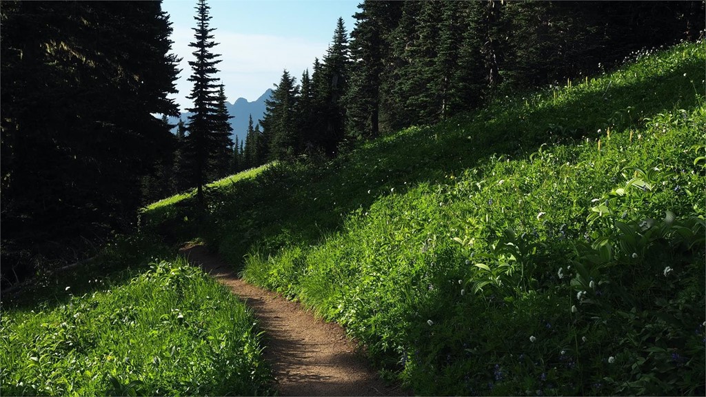 ¿Qué es una pista forestal?